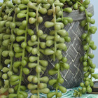 Arranjo De Planta Pendente Artificial No Vaso Cimento | Formo